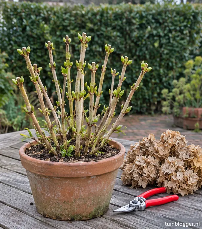 Boerenhortensia in pot na het wegknippen van alle droge bloemen