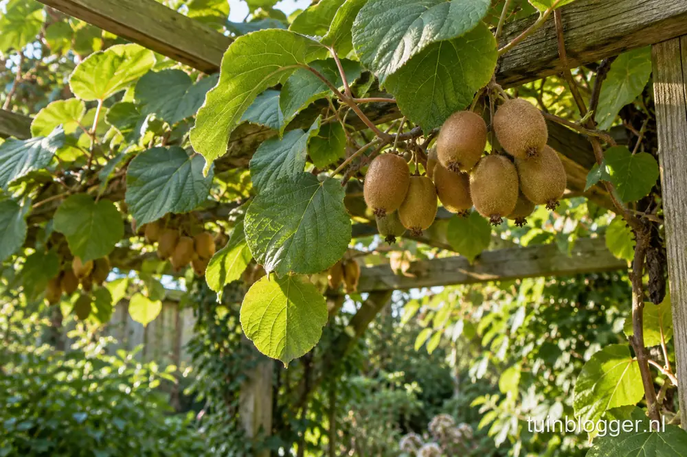 Kiwiplant (Actinidia deliciosa) met vruchten aan een pergola