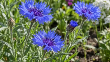 Korenbloemen zaaien: wanneer en hoe doe je het goed?