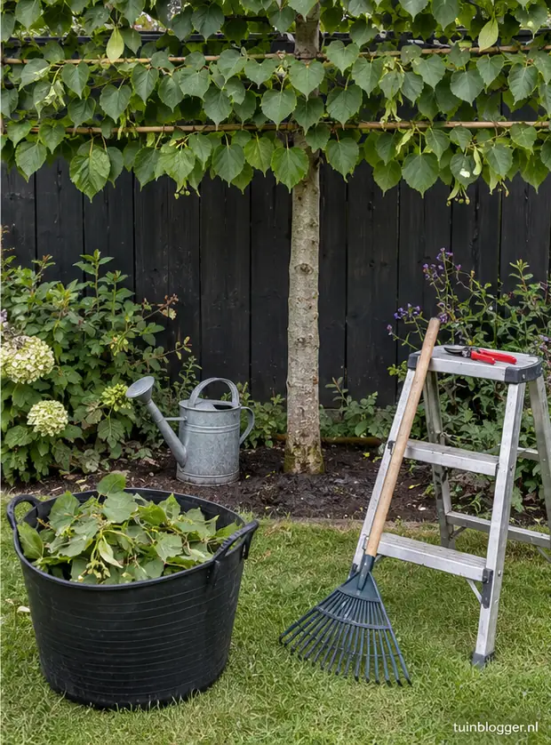 Snoeisel van leilinde in tuinkuip, gieter bij de stam
