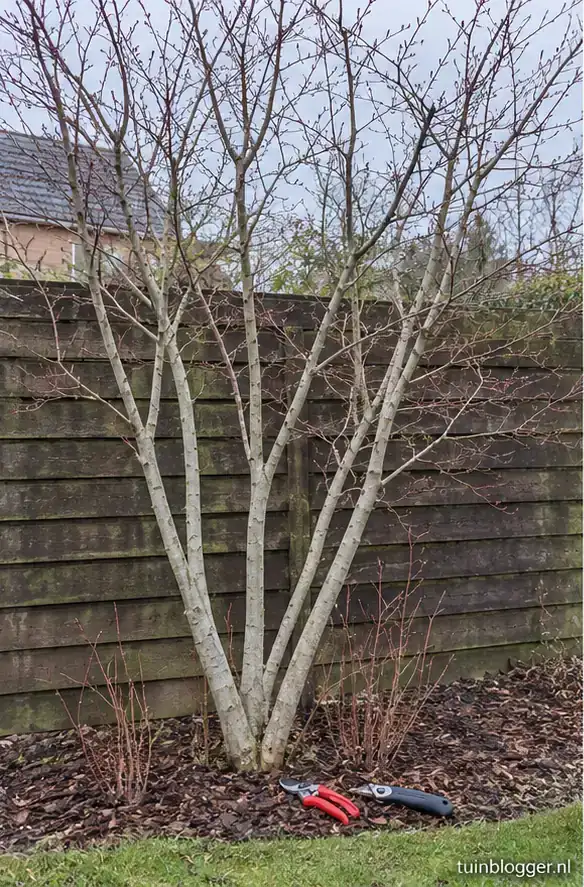 Kale meerstammige krentenboom aan het eind van de winter voor het snoeien