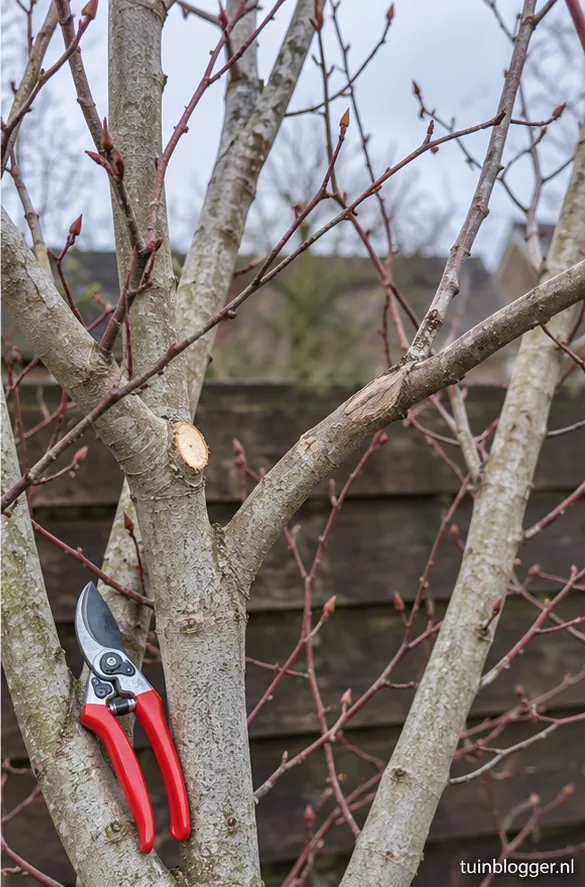 Kroon van krentenboom waar een kruisende tak is weggesnoeid