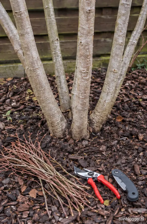 Voet van meerstammige krentenboom zonder uitlopers, afgeknipte scheuten ernaast