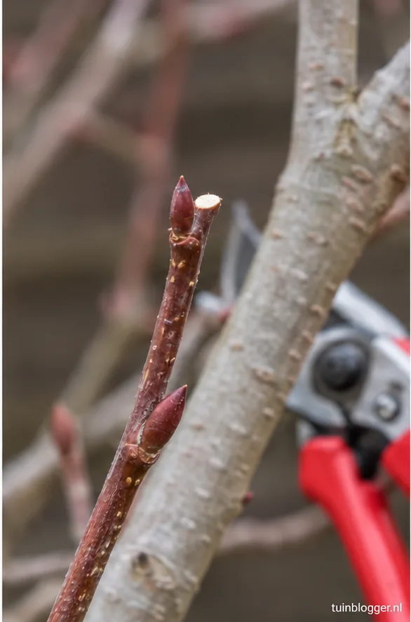 Twijg van krentenboom afgeknipt vlak boven een naar buiten wijzende knop