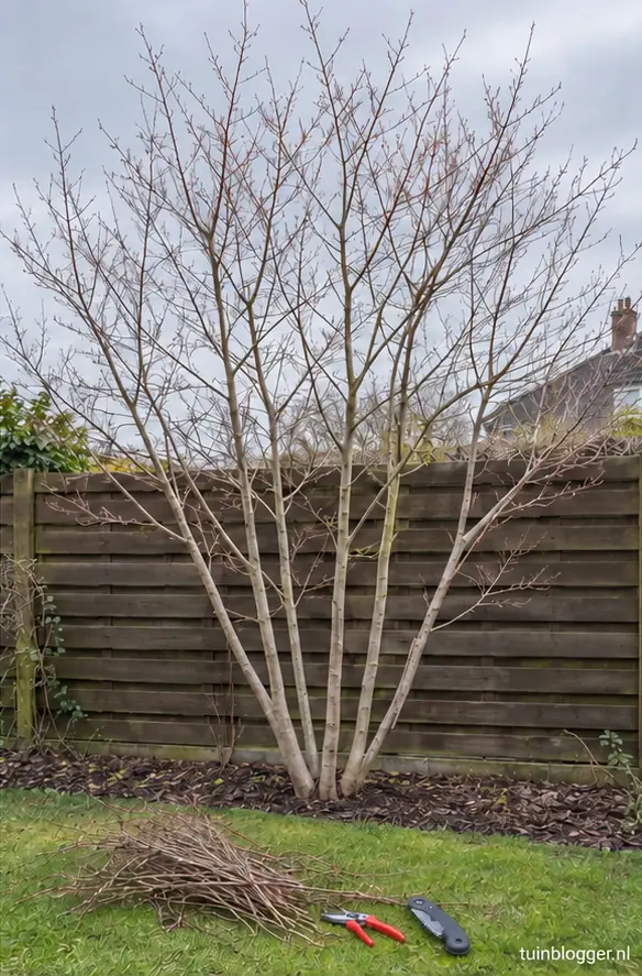 Meerstammige krentenboom na lichte snoei met open kroon en vijf stammen