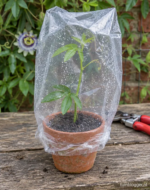 Potje met passiebloemstek onder doorzichtige plastic zak in de schaduw