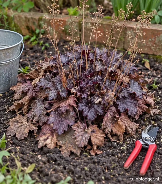 Purperklokje in het voorjaar met bruin winterblad en nieuw blad