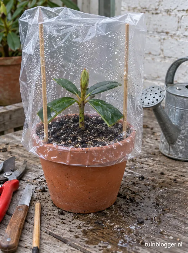 Rhododendronstek in pot onder doorzichtige plastic zak met stokjes