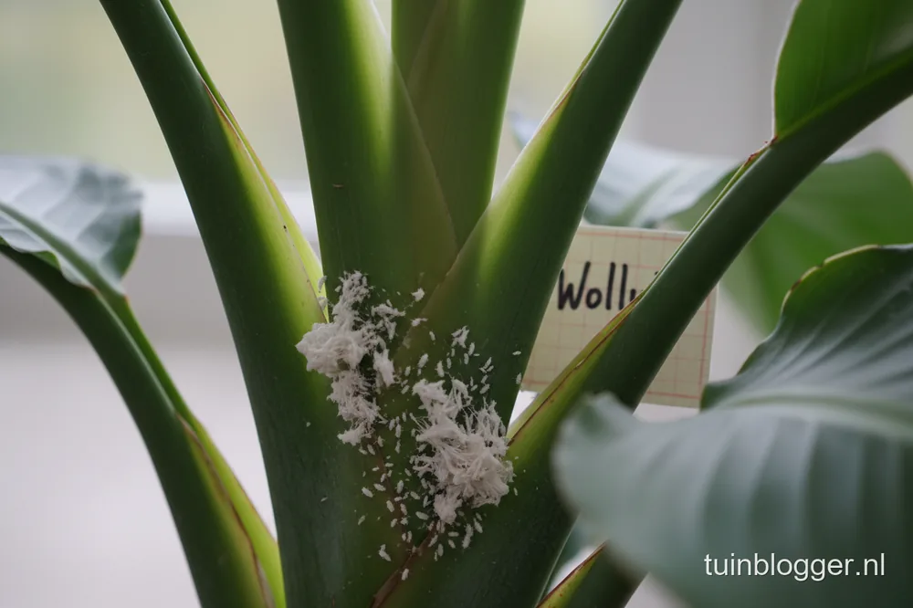 Close-up van de bladvoet van een strelitzia met witte wollige pluisjes van wolluis in de bladoksel