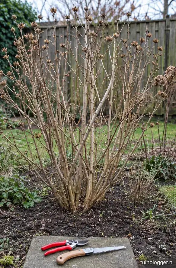 Kale tuinhibiscus in de late winter met snoeischaar ernaast
