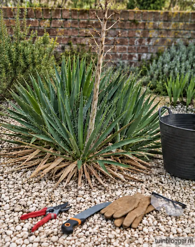Palmlelie met dorre bloemstengel en bruine onderste bladeren voor het snoeien